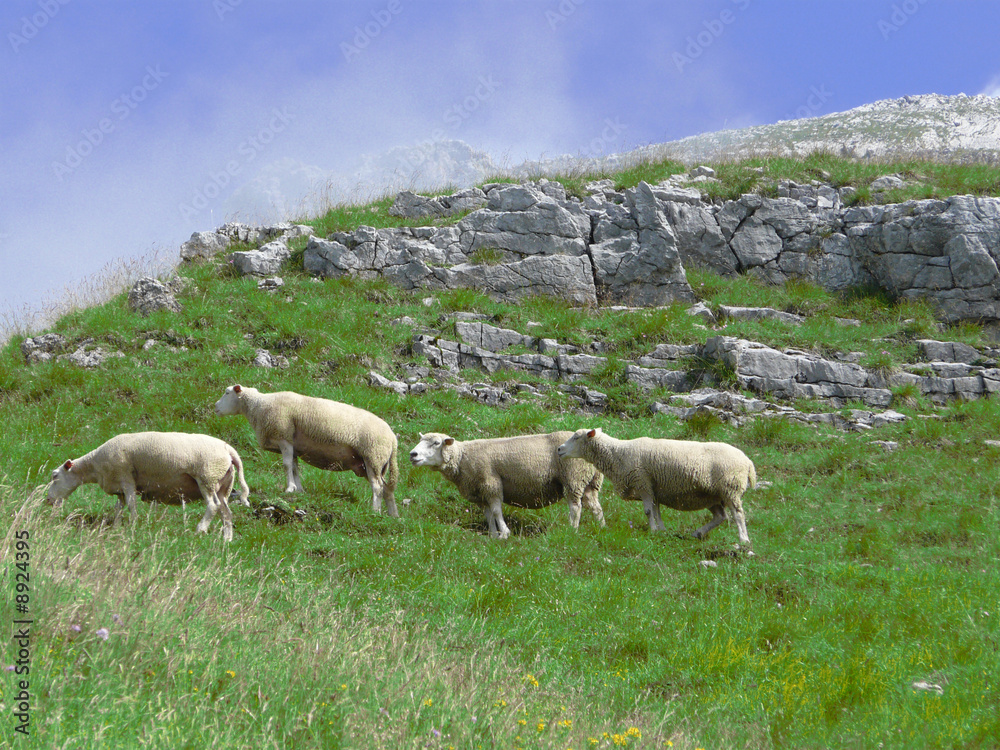 Obraz premium elevage de moutons