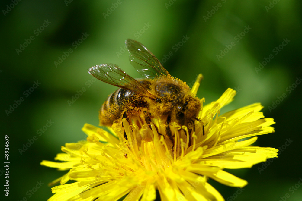 macro bee on yellow dandelion flower macro bee on yellow dandelion flower