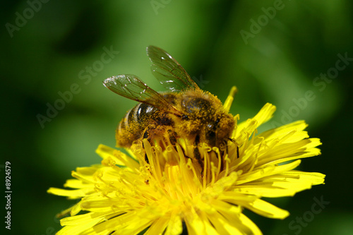 macro bee on yellow dandelion flower