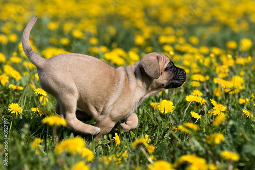 Dogo Canario puppy in yellow dandelions