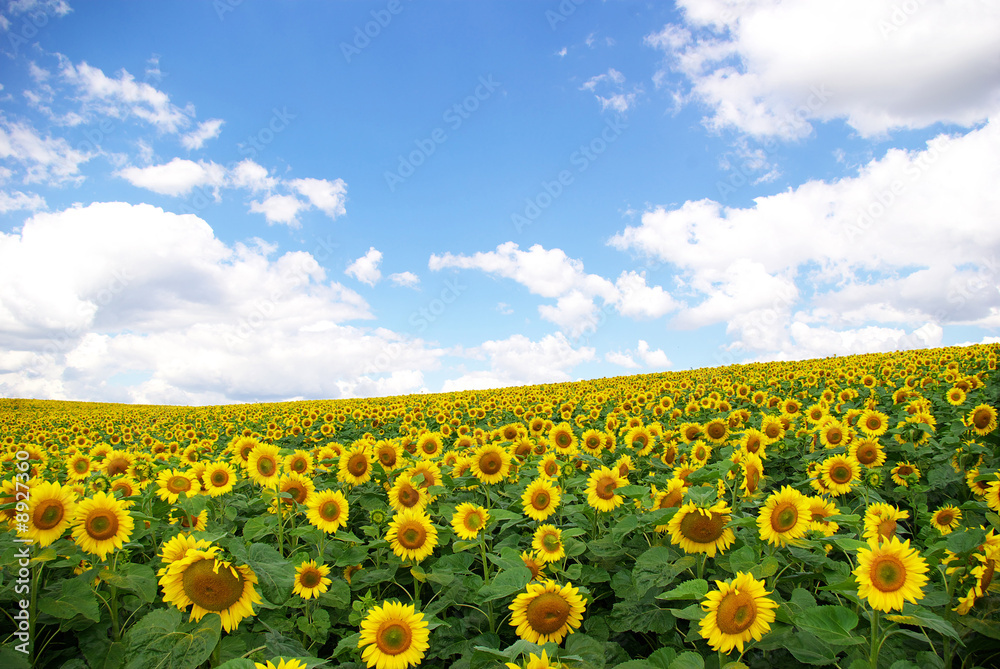 Fototapeta premium sunflower field
