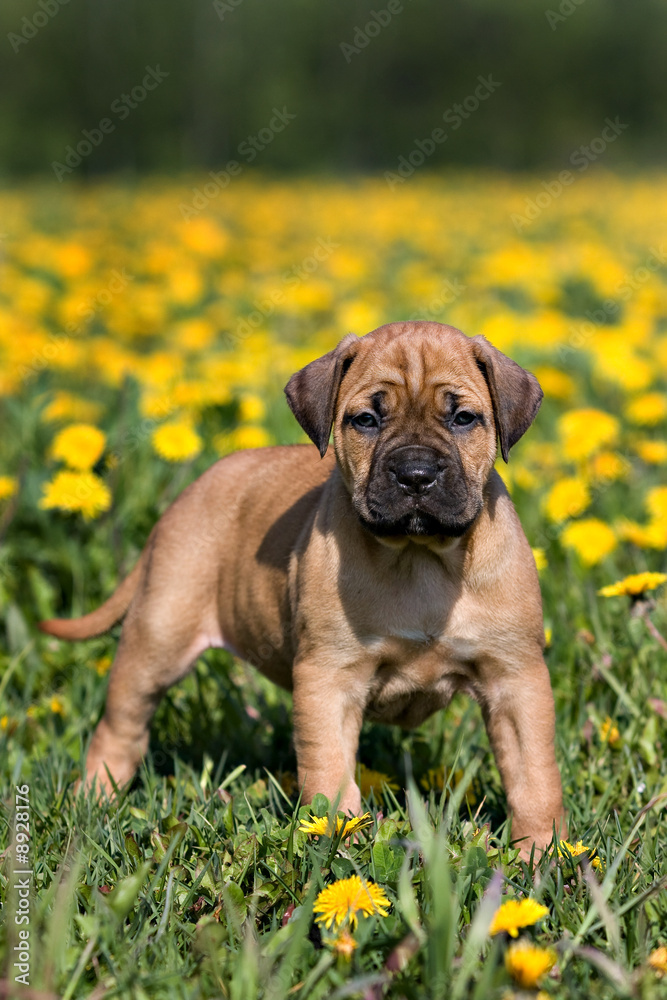 Dogo Canario puppy in yellow dandelions