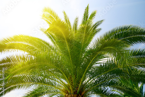 palm and sunlight
