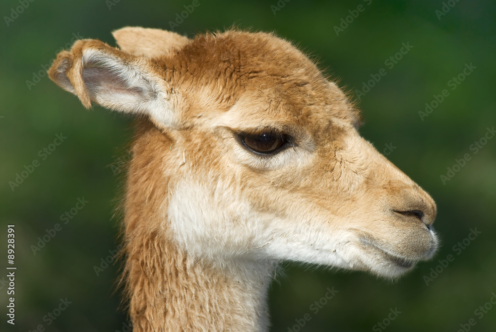 Vicuna (Vicugna vicugna) Headshot Portrait Vicuna (Vicugna vicugna) Headshot Portrait