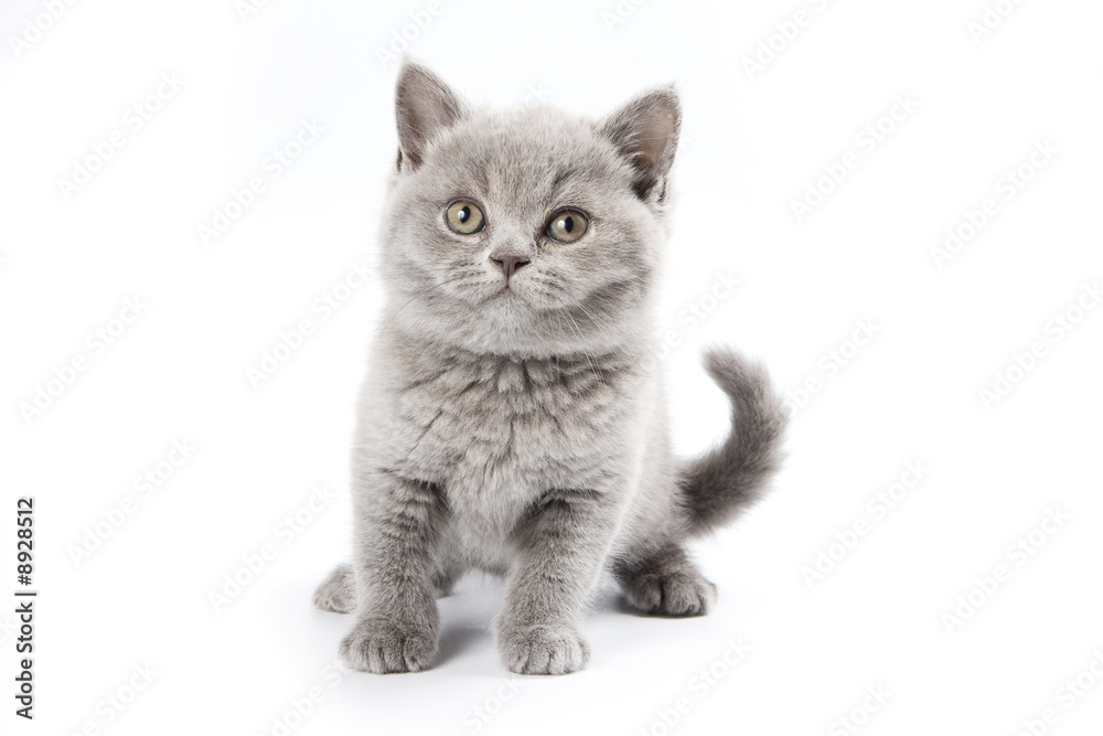 Obraz premium British kitten on white background
