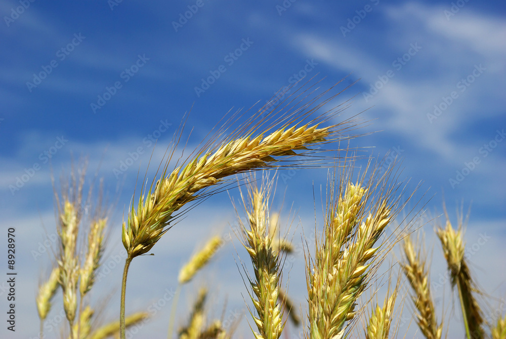 Wheat Wheat