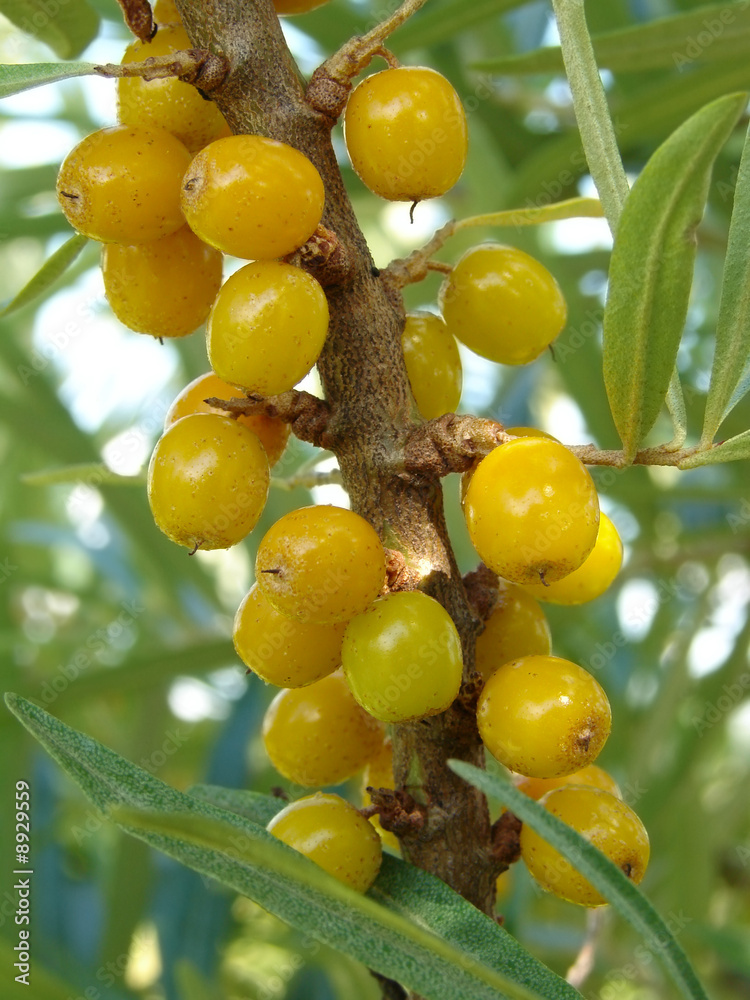 sea buckthorn berries sea buckthorn berries