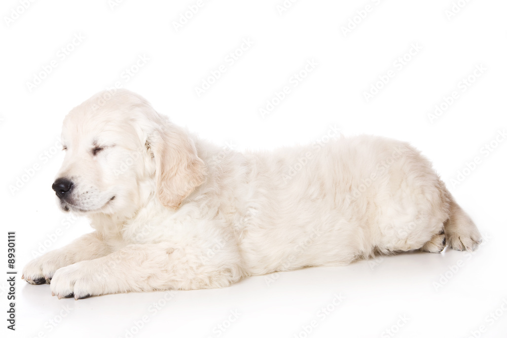 Golden retriever puppy on white background