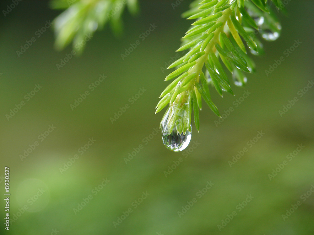 Reflection of forest in raindrop