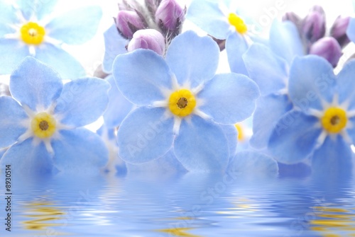 Close-up of blue Forget me not flower reflected in water