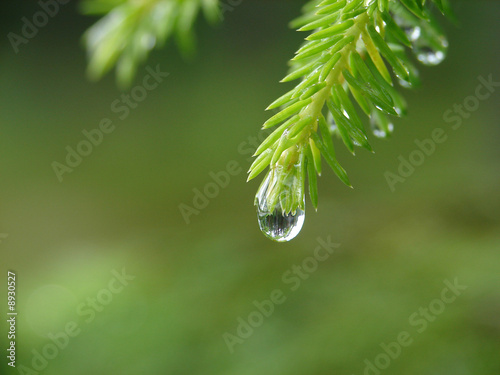 Obraz na płótnie Reflection of forest in raindrop w salonie