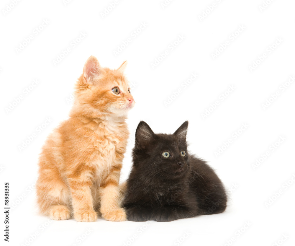 A yellow and a black kitten looking to the right