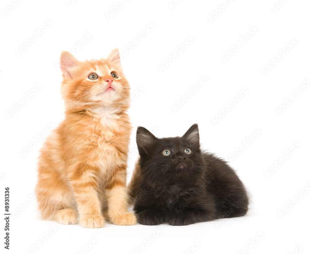 A yellow and a black kitten look up in the air
