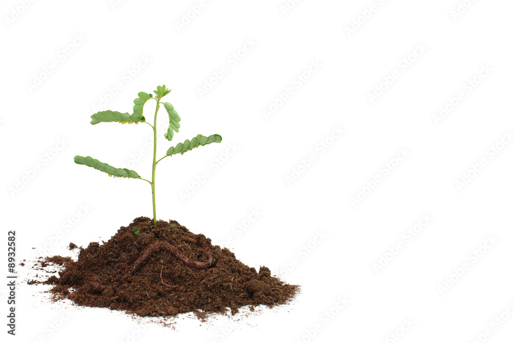 Seedling in soil with worm isolated on white background. Seedling in soil with worm isolated on white background.