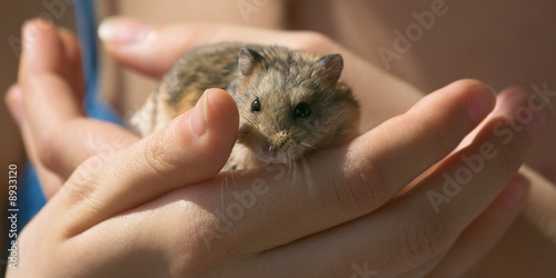 Young campbell's dwarf hamster in woman hands photo