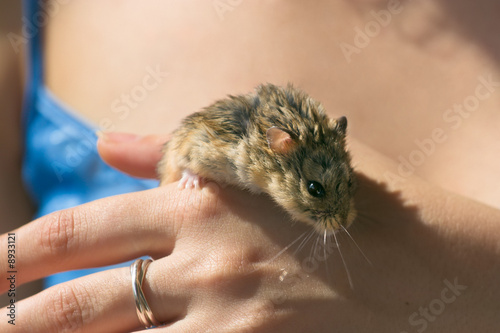 Young campbell's dwarf hamster in woman hands