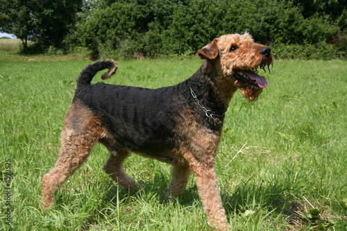 Airedale Terrier photo