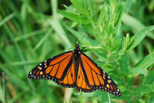 Beautiful Orange Queen butterfly © Aniram