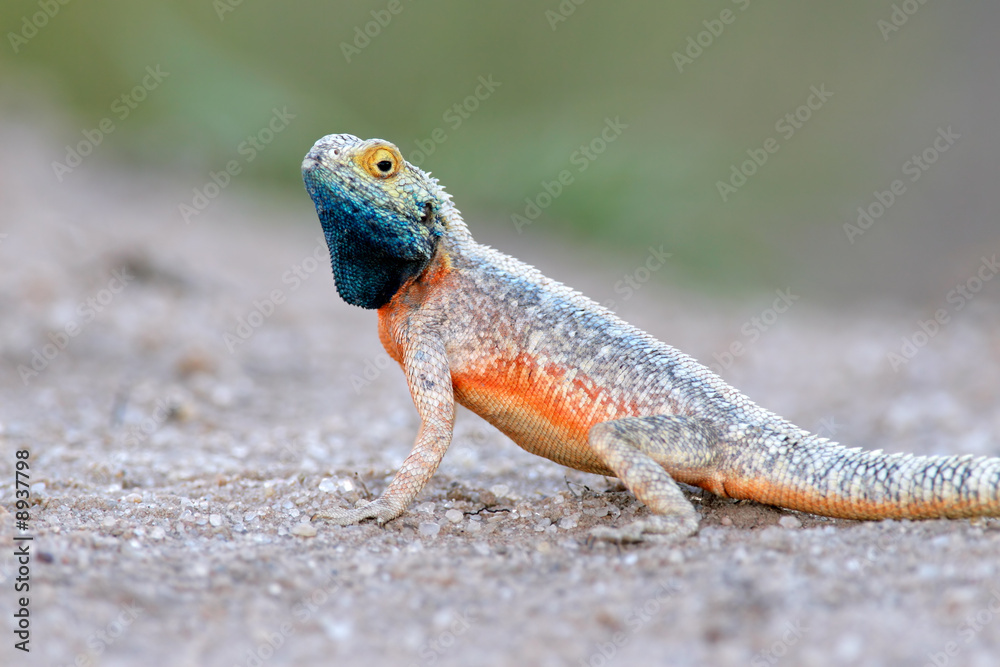 Ground agama (Agama aculeata), Kalahari desert, South Africa. Ground agama (Agama aculeata), Kalahari desert, South Africa.