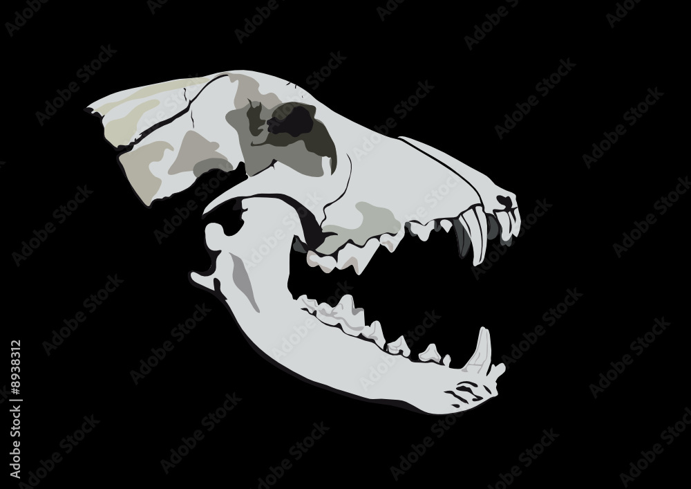 The wolf or dog skull