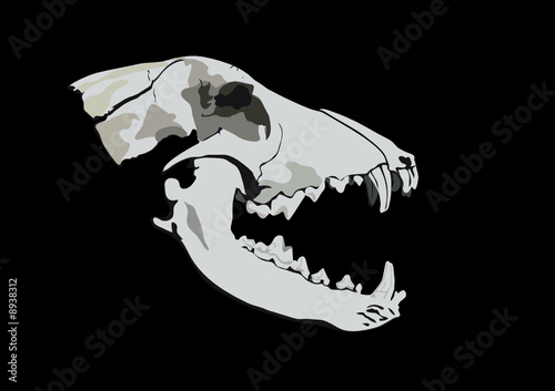 Obraz na płótnie The wolf or dog skull w salonie