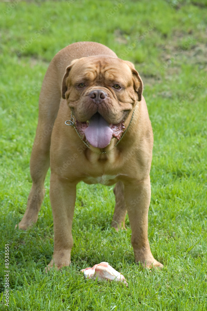 Fototapeta premium dog of breed bordoss mastiff on walk