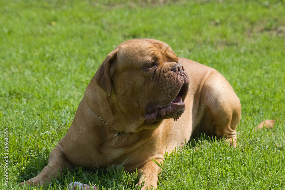 dog of breed bordoss mastiff on walk