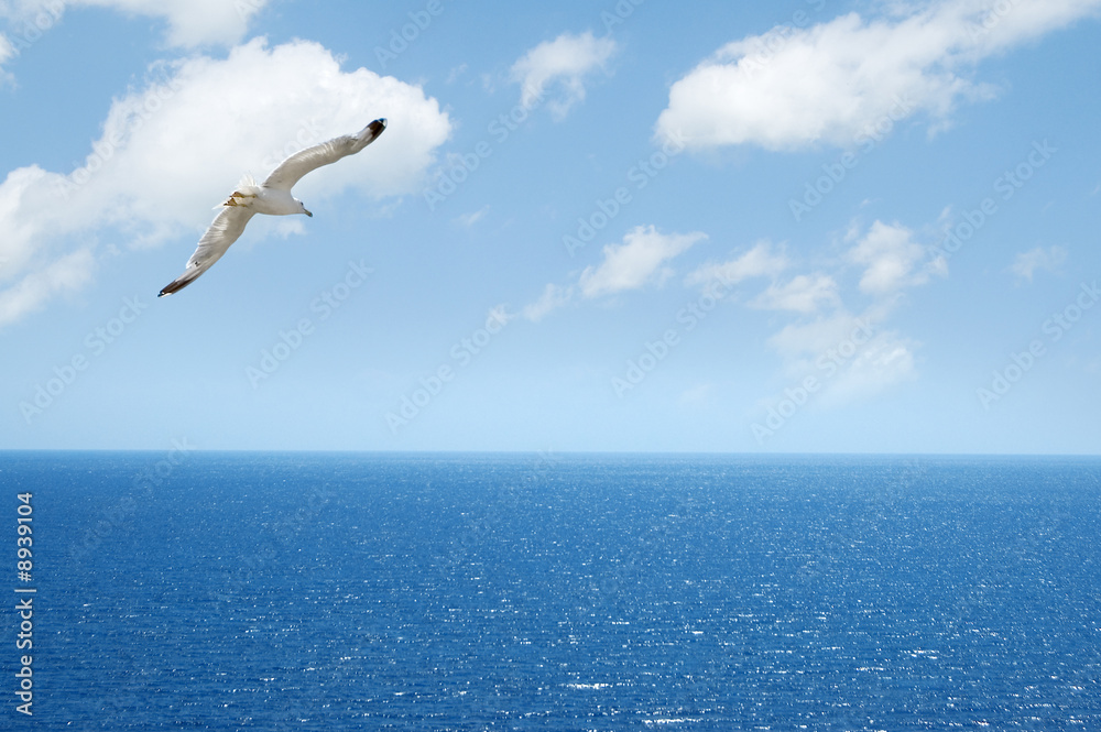 Fototapeta premium seagull flying above blue sea