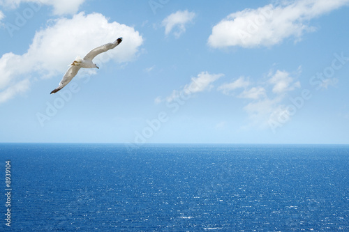 seagull flying above blue sea