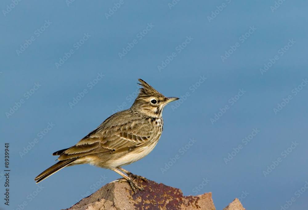 Fototapeta premium Field-lark bird (Alauda) on a stone