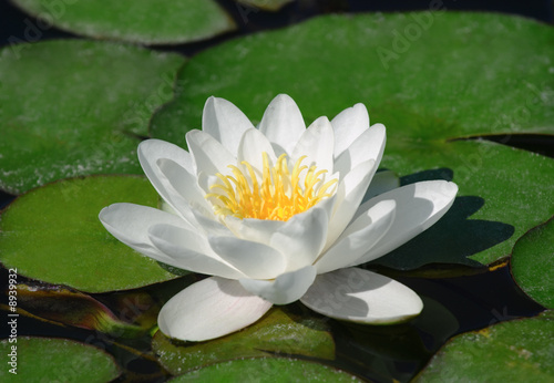 Blossom water lily and leafs