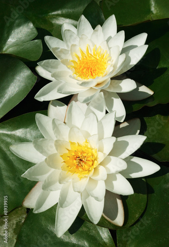 Fotografie, Obraz Two water-lilies