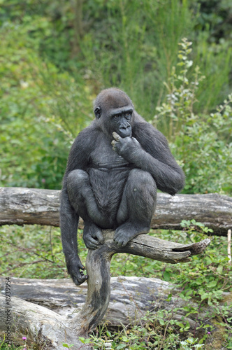 Jeune Gorille
