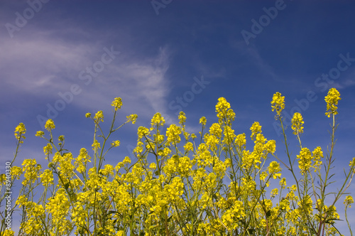 Field of mustard flowers in Livermore Valley,
