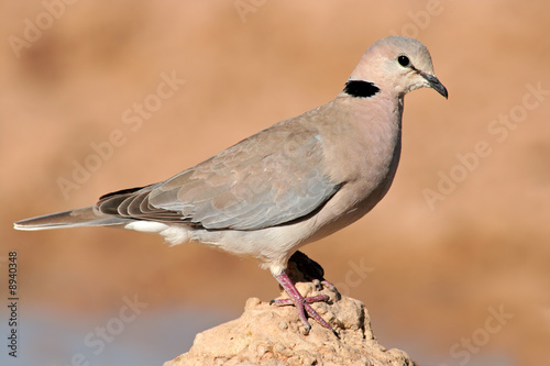 Quadro su tela Cape turtle dove (Streptopelia capicola), Kalahari, South Africa