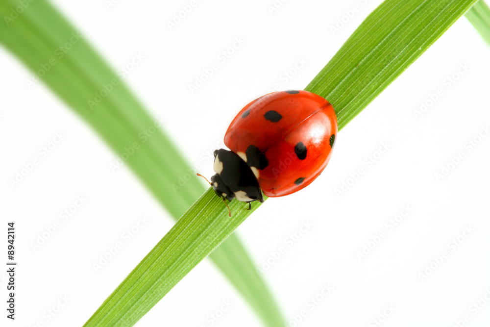 Fototapeta premium red ladybug on green grass isolated