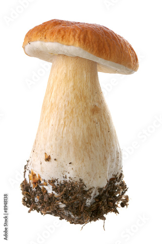 white mushroom isolated on white