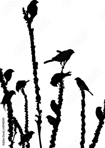 house sparrows feeding on the plant, silhouette