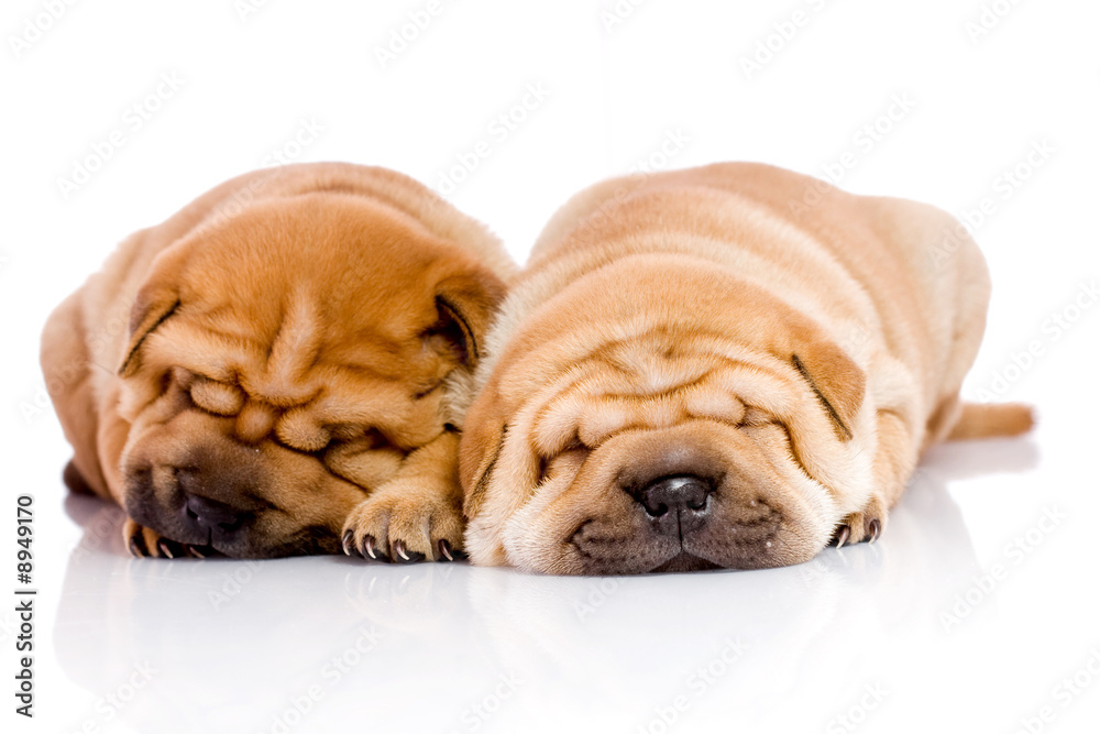 Obraz premium two Shar Pei baby dogs, almost one month old