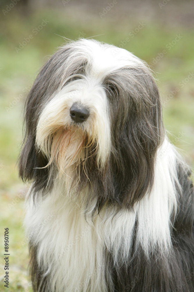 portait d'un chien de berger