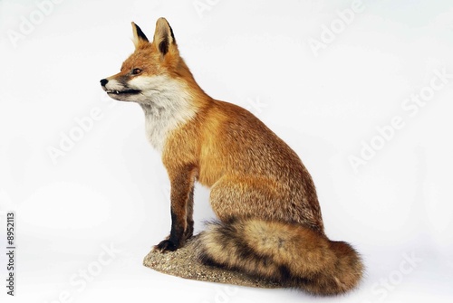 Fuchs-2