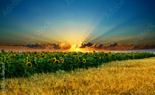 canvas print motiv - Mykola Velychko : Sunflowers on a background of magic sky