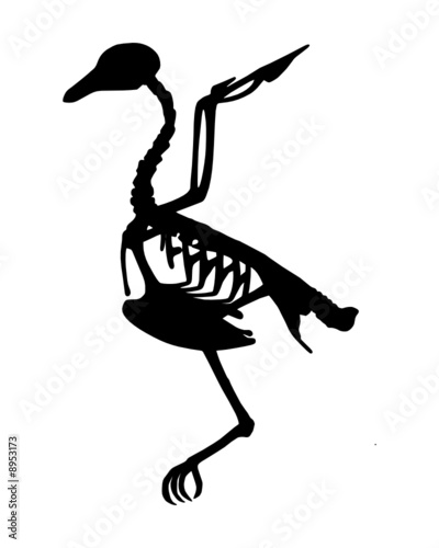 Bird skeleton