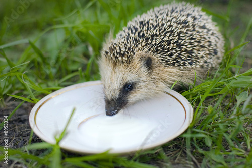 Hedgehog drink milk