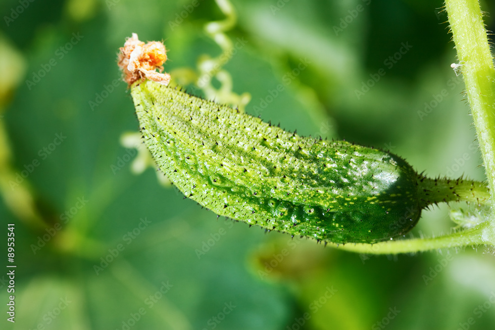 Fresh ripe cucumber. Karaganda, july 2008 Fresh ripe cucumber. Karaganda, july 2008
