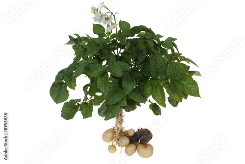 potato bush with potatoes isolated on white background
