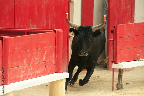 Taureau dans l'arène photo