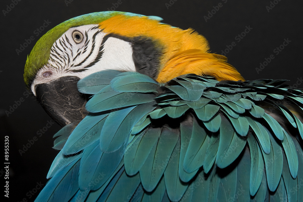 Fototapeta premium MACAW
