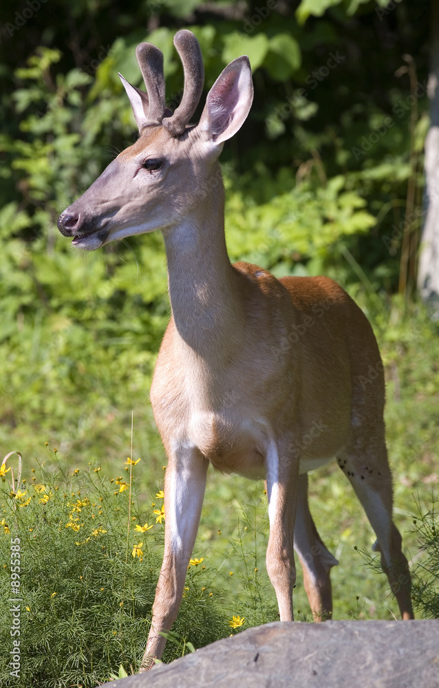 buck that has his antlers still in velvet buck that has his antlers still in velvet