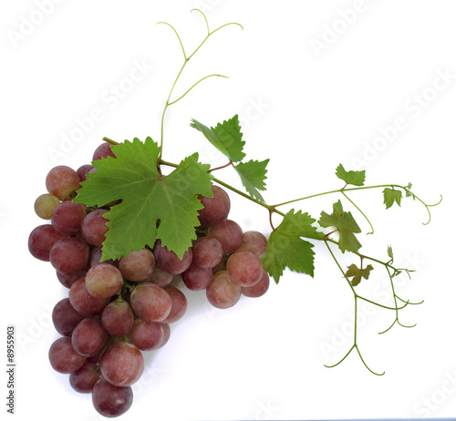 black grapes on vine isolated on white